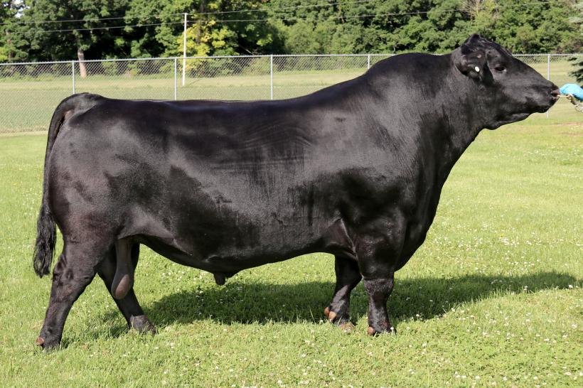 Sires | Weeran Angus