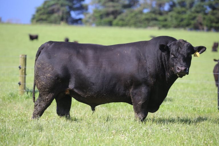 Weeran Angus Bull Sale – 28th February 2023 - Weeran Angus